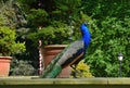 Beautiful proud peacock Royalty Free Stock Photo