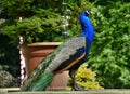 Beautiful proud peacock Royalty Free Stock Photo