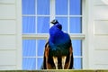 Beautiful proud peacock Royalty Free Stock Photo