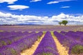 Beautiful Provence with blooming lavander. France Royalty Free Stock Photo
