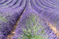 Beautiful Provence lavanda. Royalty Free Stock Photo