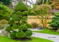 Beautiful pruned tree in a japanese garden, topiary art forms, Gardening in Asian tradition