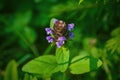 Beautiful prunella vulgaris are growing on a green meadow. Live nature