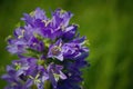 Beautiful prunella vulgaris are growing on a green meadow. Live nature