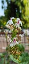 Beautiful pseuderanthemum maculatum flowers in the garden