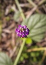 Beautiful psoralea corylifolia,babchi flower Indian