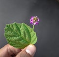 Beautiful psoralea corylifolia,babchi flower Indian