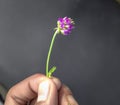 Beautiful psoralea corylifolia,babchi flower Indian