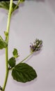 Beautiful Psoralea corylifolia,babchi plant and flower with white background.