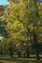 Beautiful public park on the sunshine. Nature summer landscape. Sunlight in the green forest, spring time. Fall city Royalty Free Stock Photo