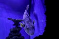 Beautiful pufferfish in clear toned aquarium