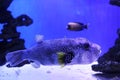 Beautiful pufferfish swimming in aquarium water