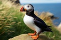 A beautiful puffin bird in a close up view