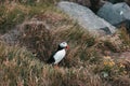 beautiful puffin bird standing on grass vik dyrholaey reynisfjara