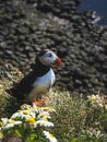 beautiful puffin with chamomiles at Latrabjarg Bird Cliffs