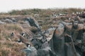 beautiful puffins birds on grass and rocks, vik dyrholaey, reynisfjara