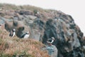 beautiful puffins on cliff and grass,vik dyrholaey, reynisfjara