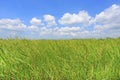 Beautiful puffy cloud on blue sky in young green paddy rice field and tree. Landscape summer scene background Royalty Free Stock Photo