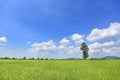 Beautiful puffy cloud on blue sky in young green paddy rice field and tree. Landscape summer scene background Royalty Free Stock Photo