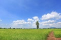Beautiful puffy cloud on blue sky in young green paddy rice field and tree. Landscape summer scene background Royalty Free Stock Photo