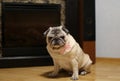 Beautiful pug in a bowtie