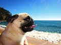 Pug dog in a beach