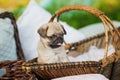 Beautiful pug dog puppy in a basket outdoors on summer day Royalty Free Stock Photo