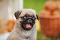 Beautiful pug dog puppy outdoors on summer day