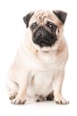 Beautiful Pug, the dog sits , Royalty Free Stock Photo