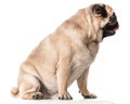 Beautiful Pug, the dog sits , Royalty Free Stock Photo