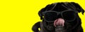 Beautiful pug dog wearing sunglasses and licking mouth cool Royalty Free Stock Photo