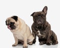 beautiful pug looking down and licking nose while sitting next to his french bulldog friend Royalty Free Stock Photo