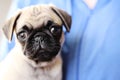 Beautiful pug puppy on blue background Royalty Free Stock Photo