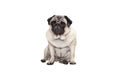 Beautiful pug puppy dog sitting down with sweet face Royalty Free Stock Photo