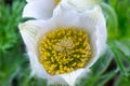 Beautiful Pulsatilla vernalis - early spring