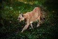 Beautiful Puma in forest. American cougar - mountain lion. Wild cat walks in the forest, scene in the woods. Wildlife