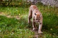 Beautiful Puma in forest. American cougar - mountain lion. Wild cat walks in the forest, scene in the woods. Wildlife