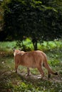 Beautiful Puma in forest. American cougar - mountain lion. Wild cat walks in the forest, scene in the woods. Wildlife