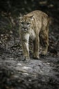 Beautiful Puma male face to face with photographer