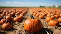 Pumpkin field in autumn Royalty Free Stock Photo