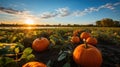 Pumpkin field at sunset Royalty Free Stock Photo