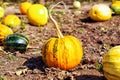 A beautiful pumpkin for Halloween is lying on a pumpkin field among pumpkins in autumn. The concept of thanksgiving and harvest.. Royalty Free Stock Photo