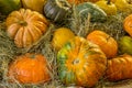 Beautiful pumpkins different sizes on the hay