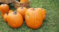 beautiful pumpkins on a green field