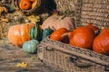 Beautiful pumpkins for Halloween are in a basket and chest in a wooden shed