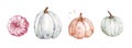 Beautiful pumpkins on isolated white background.