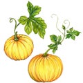 Beautiful pumpkins isolated on white.