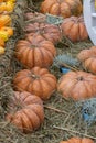 Beautiful pumpkins with ribs on the hay. Vertical still life. Ripe Orange Pumpkin Harvesting a Farm