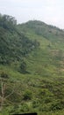 the beautiful Puncak Bogor tea garden Royalty Free Stock Photo