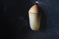 Pupa of Plain Tiger butterfly